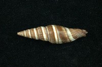 藏品(山蝸牛)的圖片